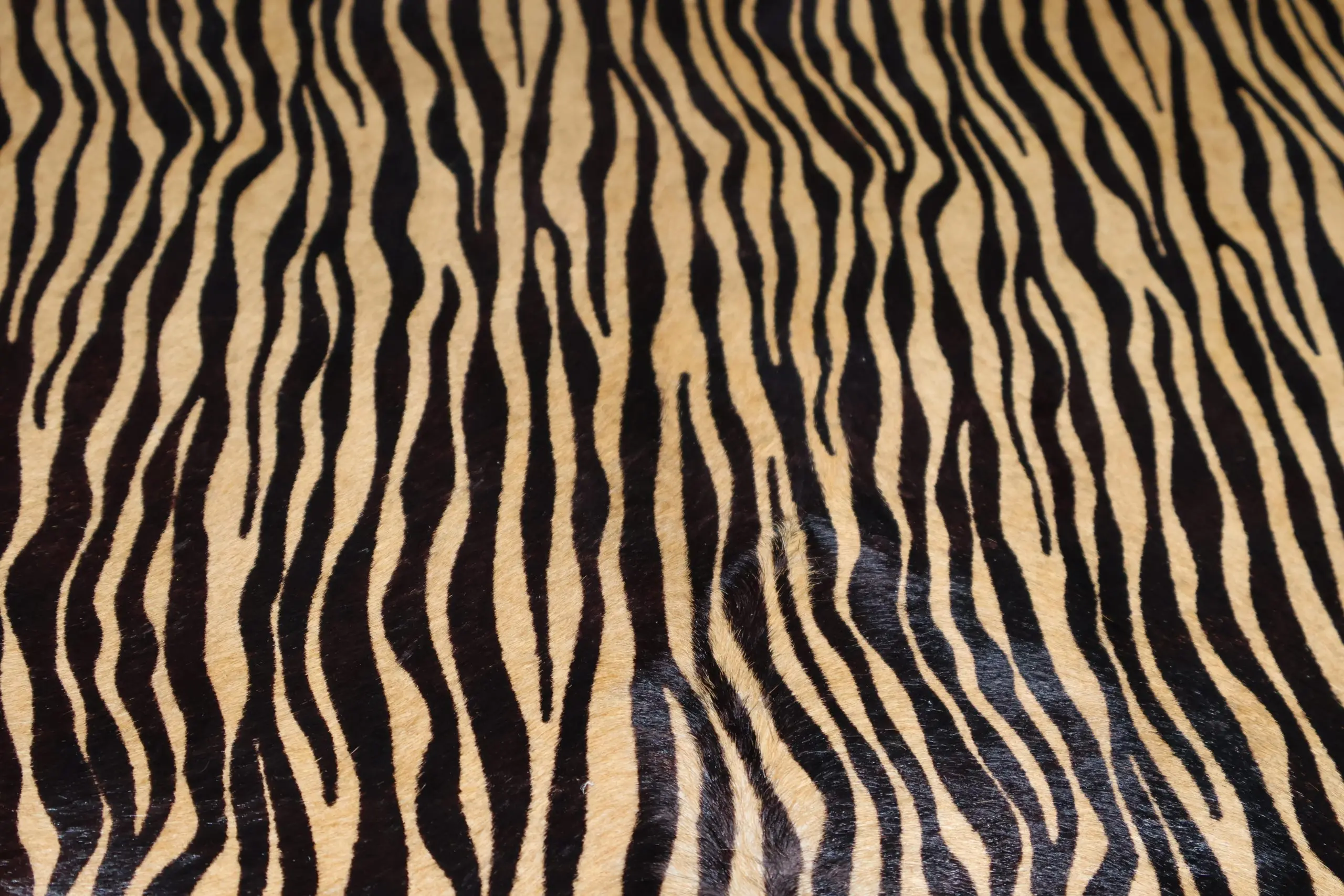 print-cebra-fondo-beige-1-scaled.jpg
