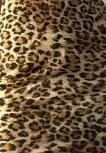 leopardo claro.png